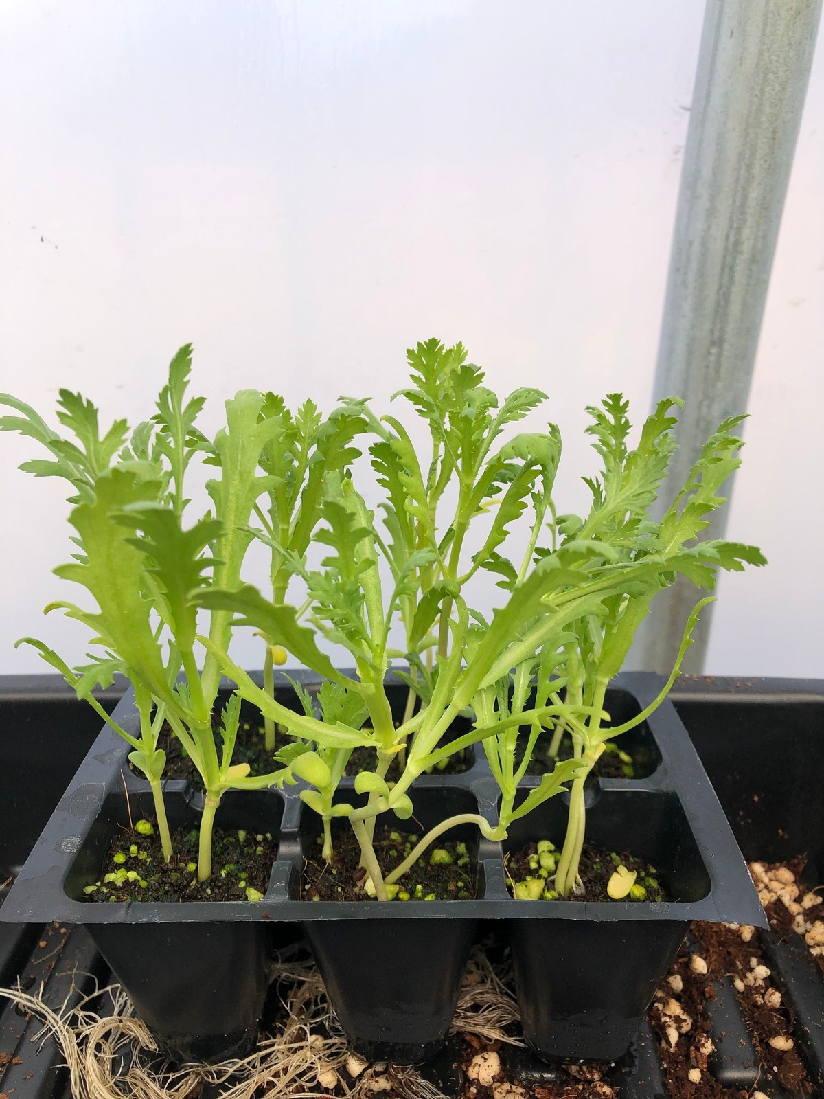 Chrysanthemum Live Plant – Seedlings/Plugs and Plants- 3″- 12″ tall- 30-60+ days