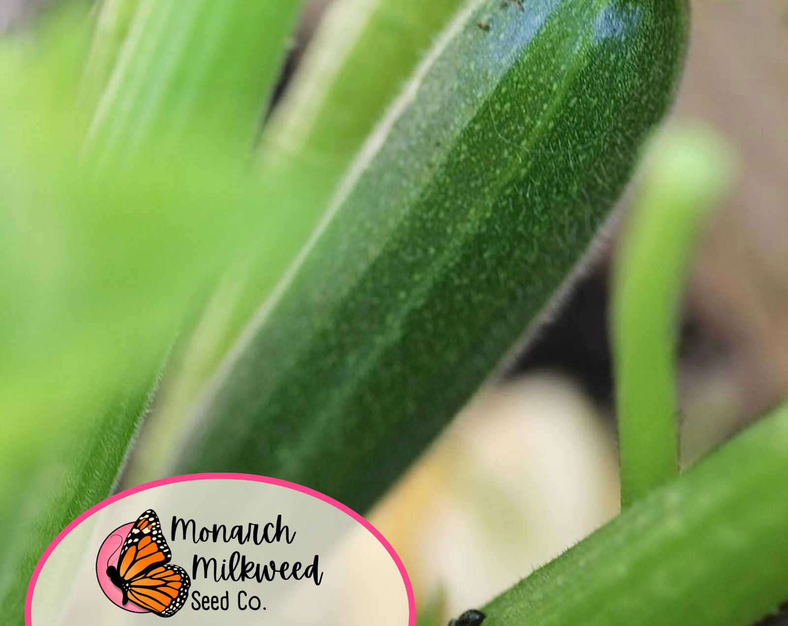 45+ Zucchini Seeds ‘Black Beauty’ | Heirloom, Non-GMO, Vegetable Gardening Seed