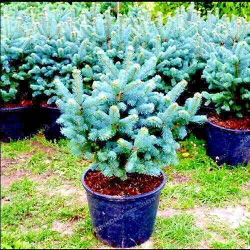 COLORADO BLUE SPRUCE TREE SEEDS (Picea pungens) “Glauca” Cold Hardy Bonsai Plant