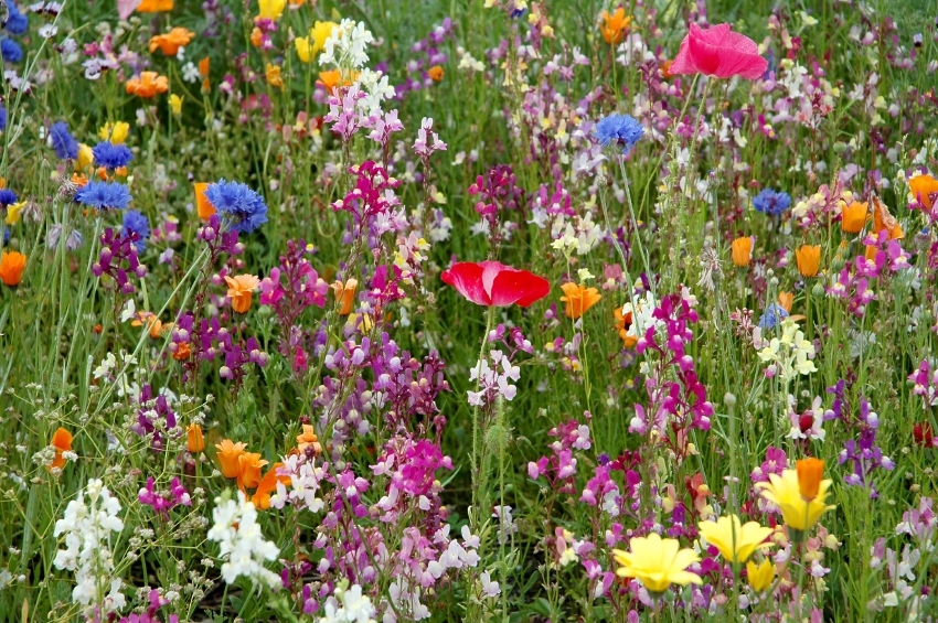 Wildflower Seed: Dry Land Wildflower Seeds FRESH SEED FREE Shipping!
