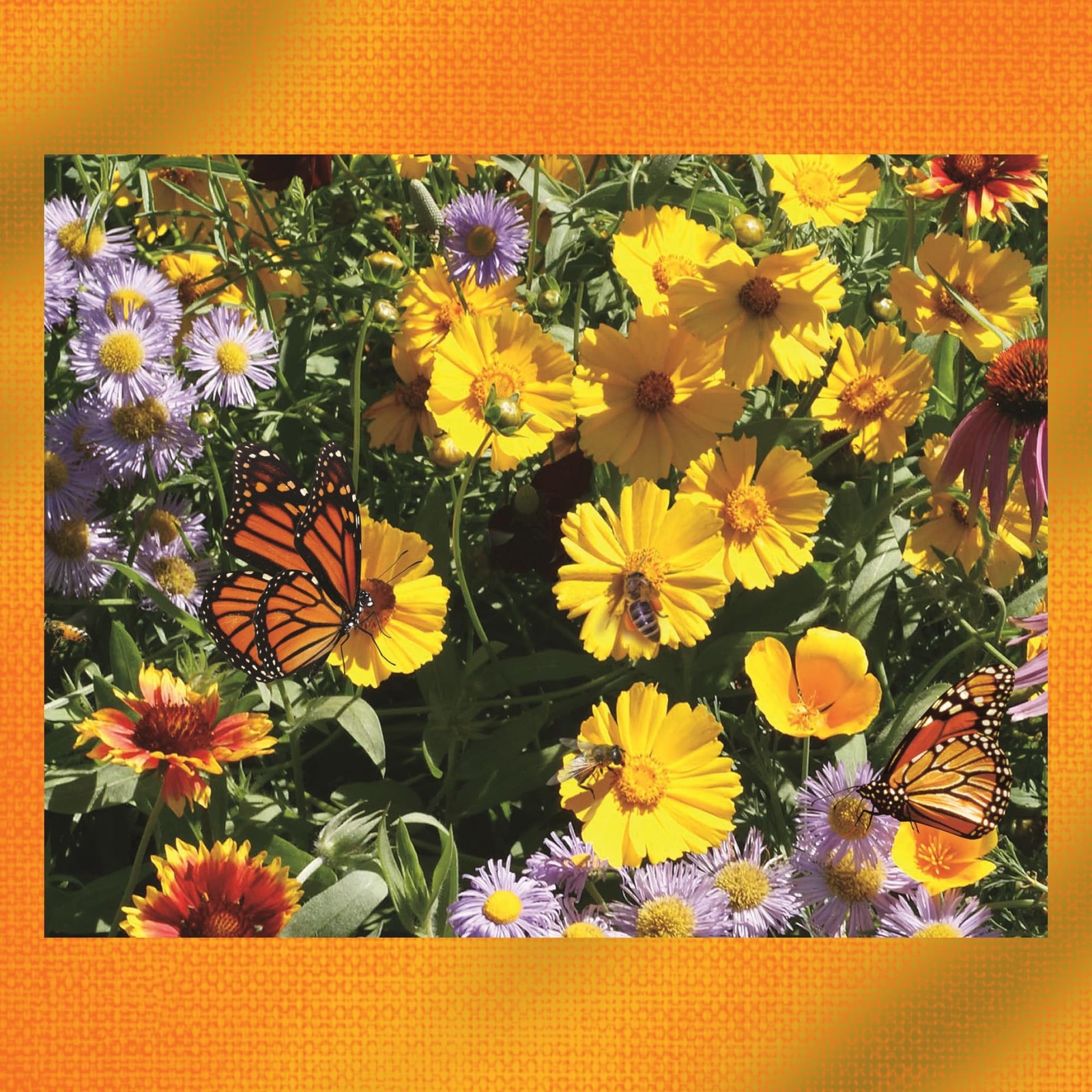 Earth Science Wildflower Pollinator Mix— 6 lb—3-in-1 Mix with Premium Wildflower