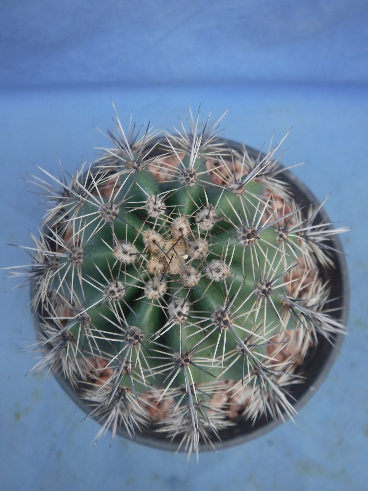 Saguaro Cactus NICE SPINES Carnegiea gigantea Succulent 5″-10″ Tall 8+ Years Old