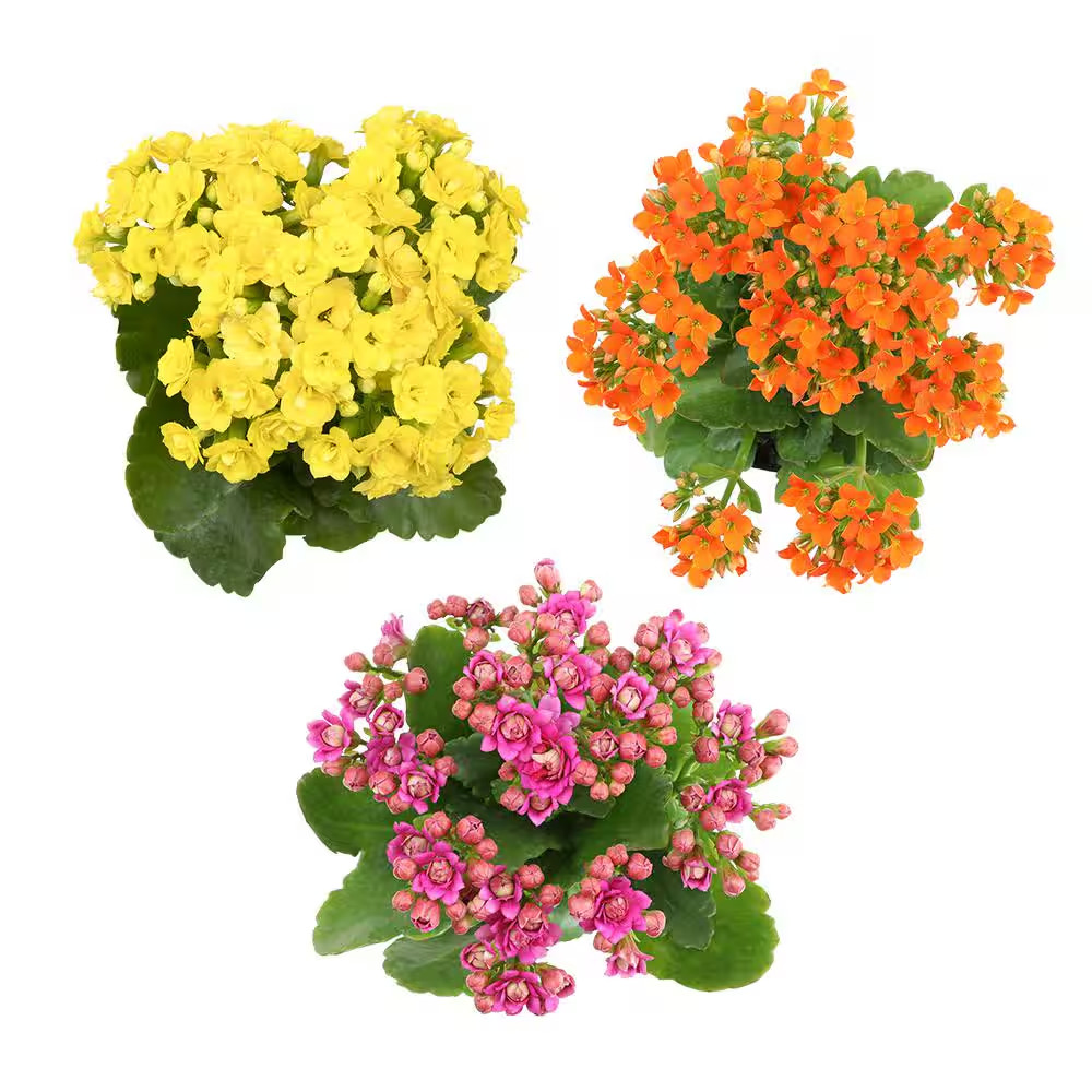 3-Pack 2.5 In. Kalanchoe Blossfeldiana Live Succulents in Assorted Colors in Gro