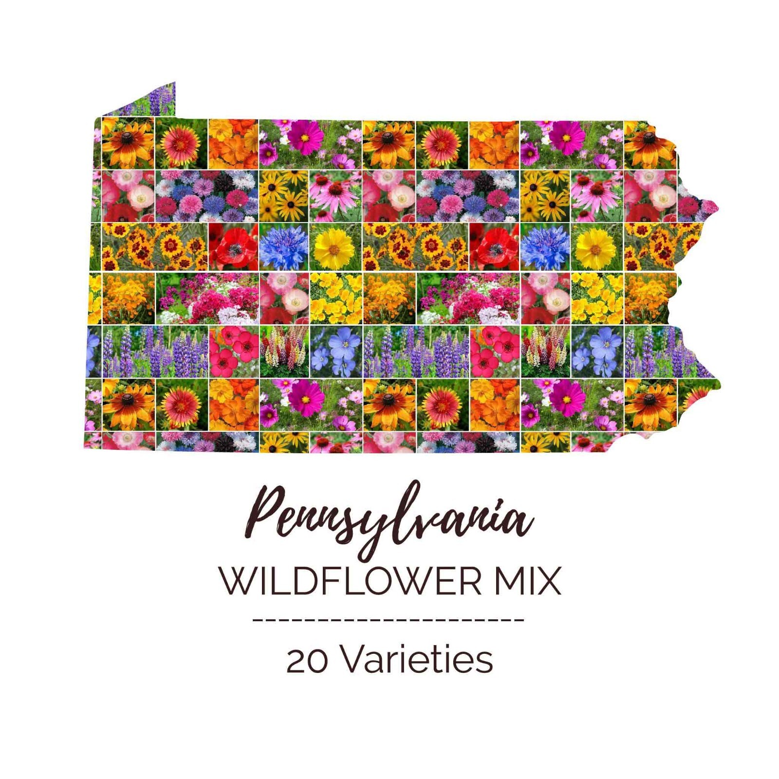 Wildflower PENNSYLVANIA State Flower Mix Perennials Annuals Non-GMO 1000 Seeds