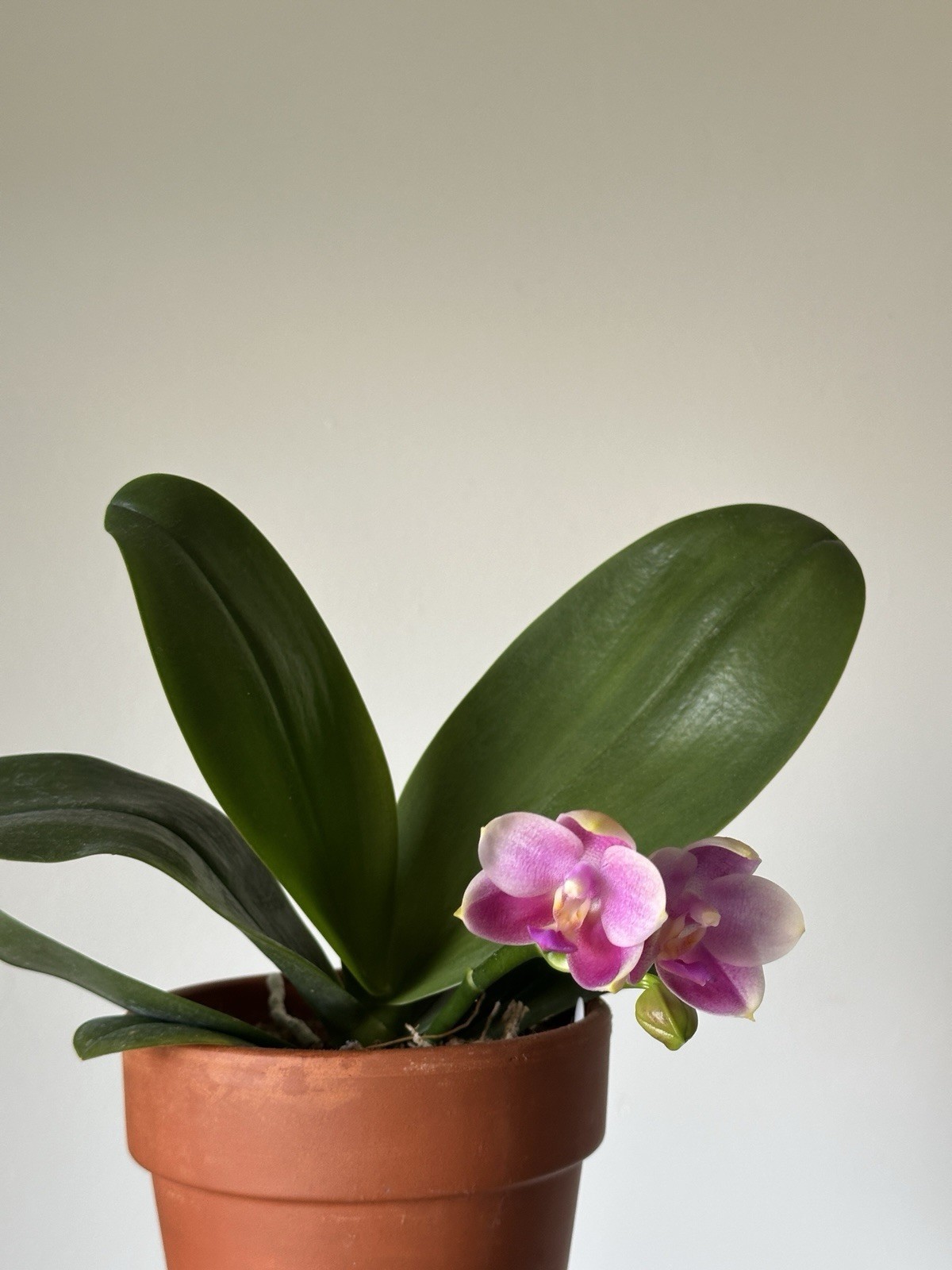 Fragrant Phalaenopsis Violacea Hybrid