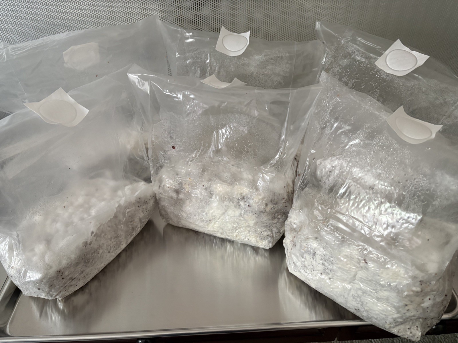 3 + lbs Premium Blue Oyster Mushroom Grain Spawn