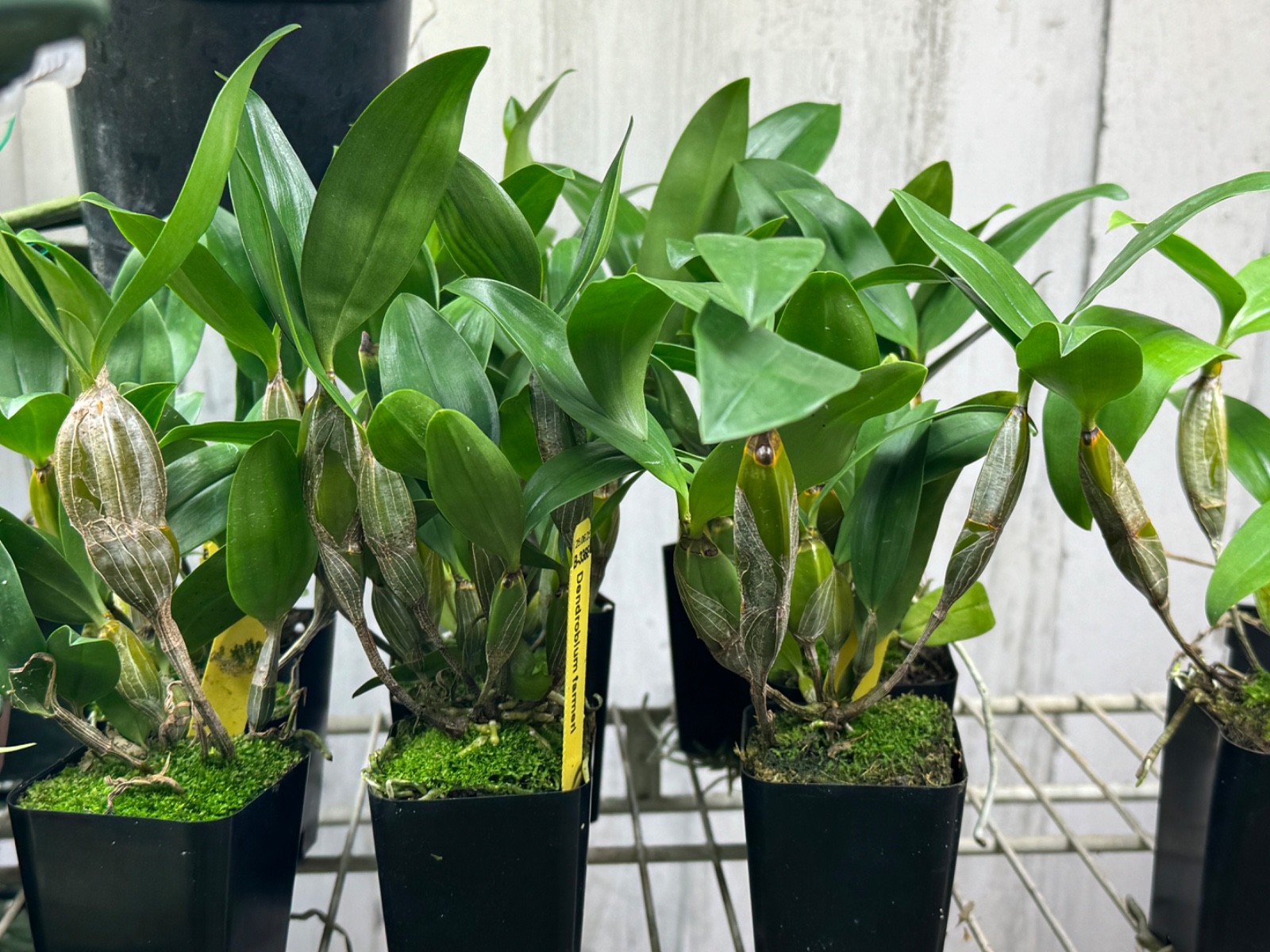 Dendrobium farmeri NBS plant