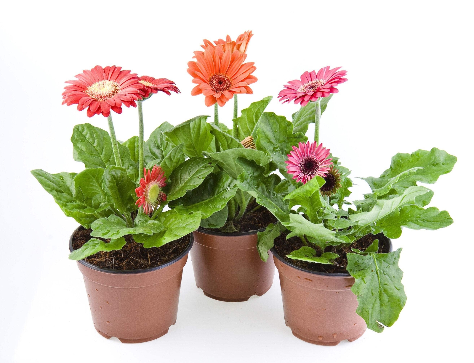 20 GERBER DAISY Mixed Colors Gerbera Jamesonii Barberton African Flower Seeds