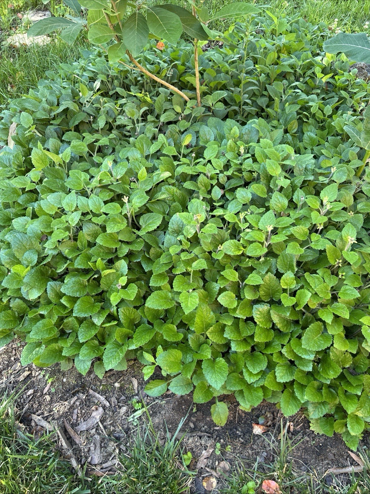 Green and Gold native groundcover (ships bare root)