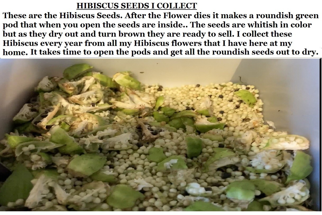 400 + 6 Different True Perennial Hibiscus RED/WHITE/PINKS/MIXED SEEDS ETC., #21