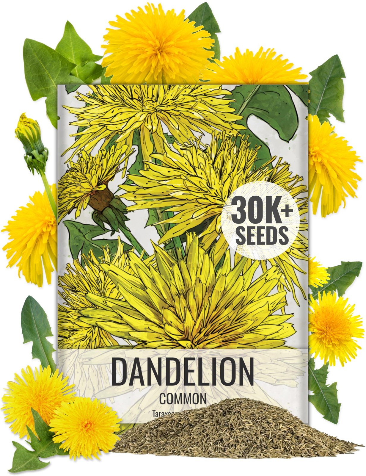 Common Dandelion Herb Seeds 30,000+ Non-GMO Heirloom – Great for Salads
