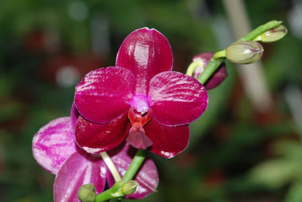 Phalaenopsis Orchid Phal. Sogo Relex ‘1661’ Near Blooming Size In 2.5″ Pot