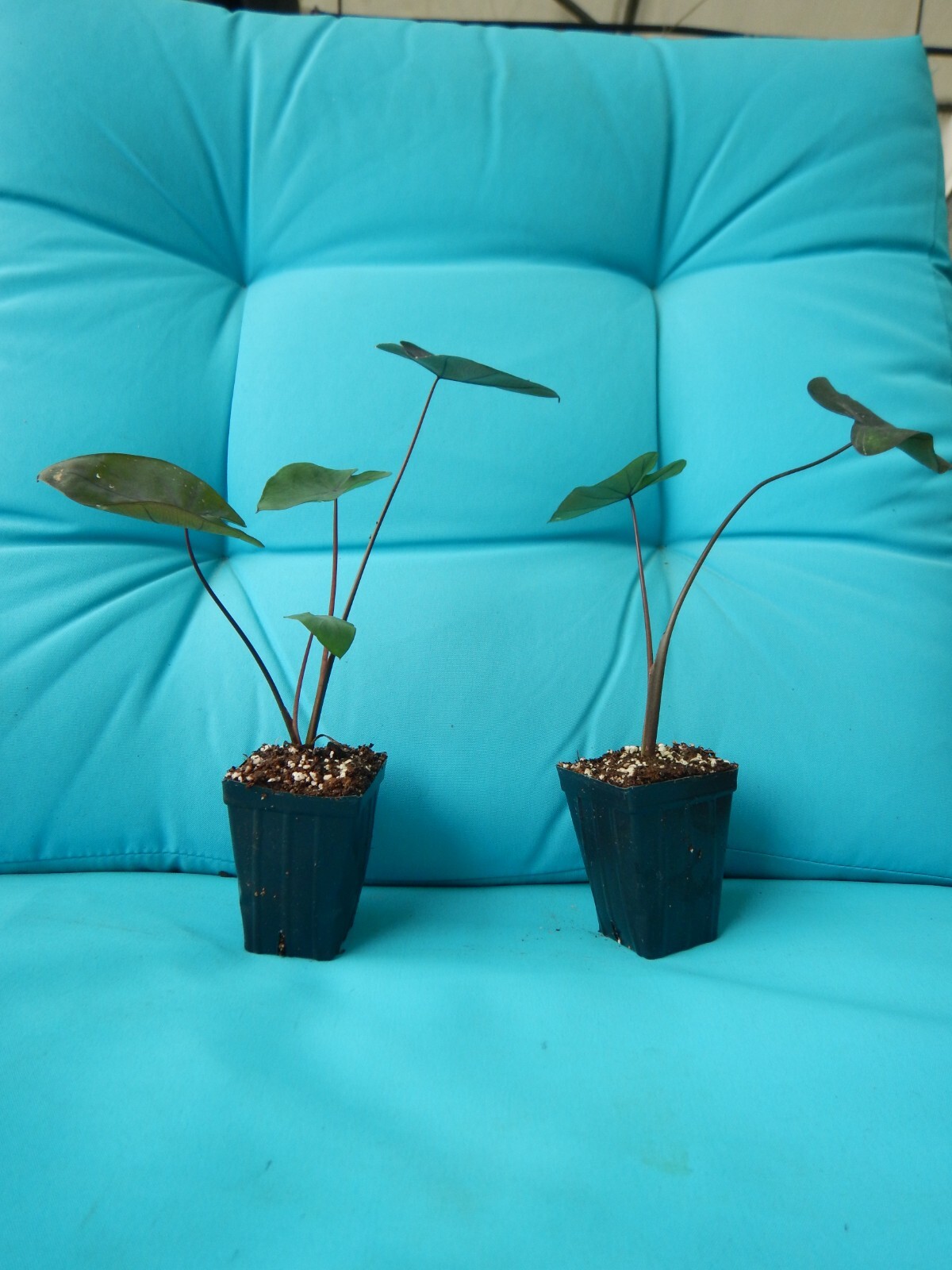 Black Coral – Colocasia esculenta- Elephant Ear – SMALL ROOTED STARTER Plant