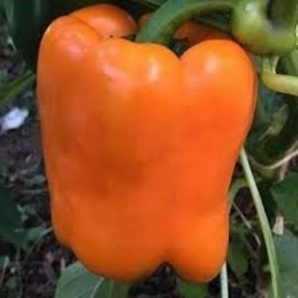 50 + Big Organic RED ORANGE YELLOW GREEN* Bell SWEET Pepper Seeds MIXTURE