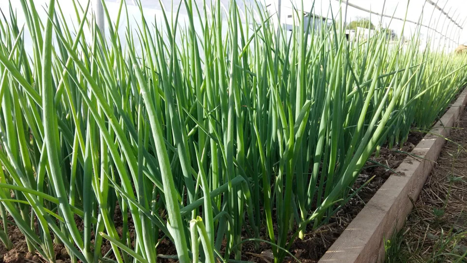 Tokyo Long White Scallion Seeds | Green Spring Onion Chives Asian Vegetable 2024