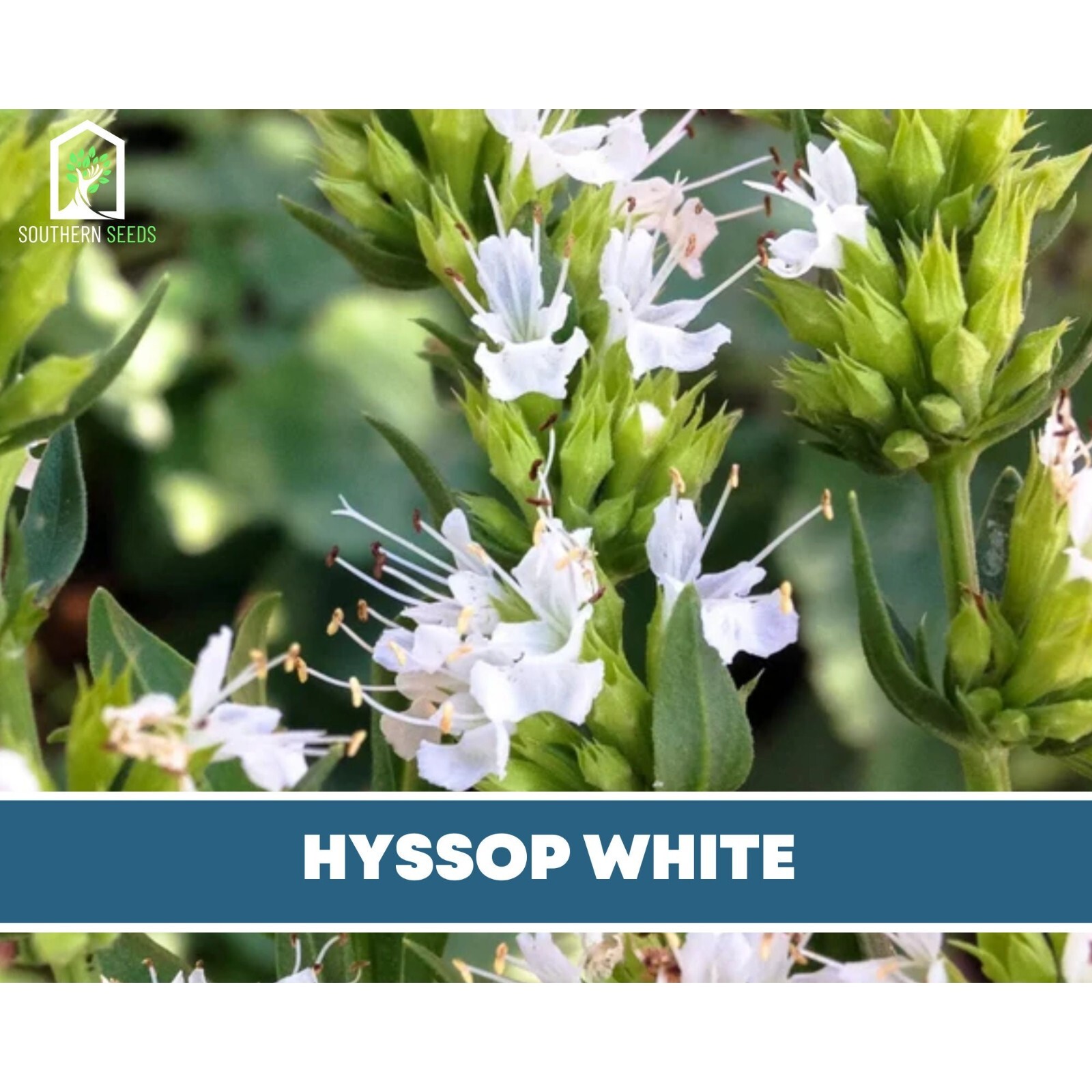 Hyssop, White – 50 Seeds – Culinary & Medicinal Herb (Hyssopus officinalis)