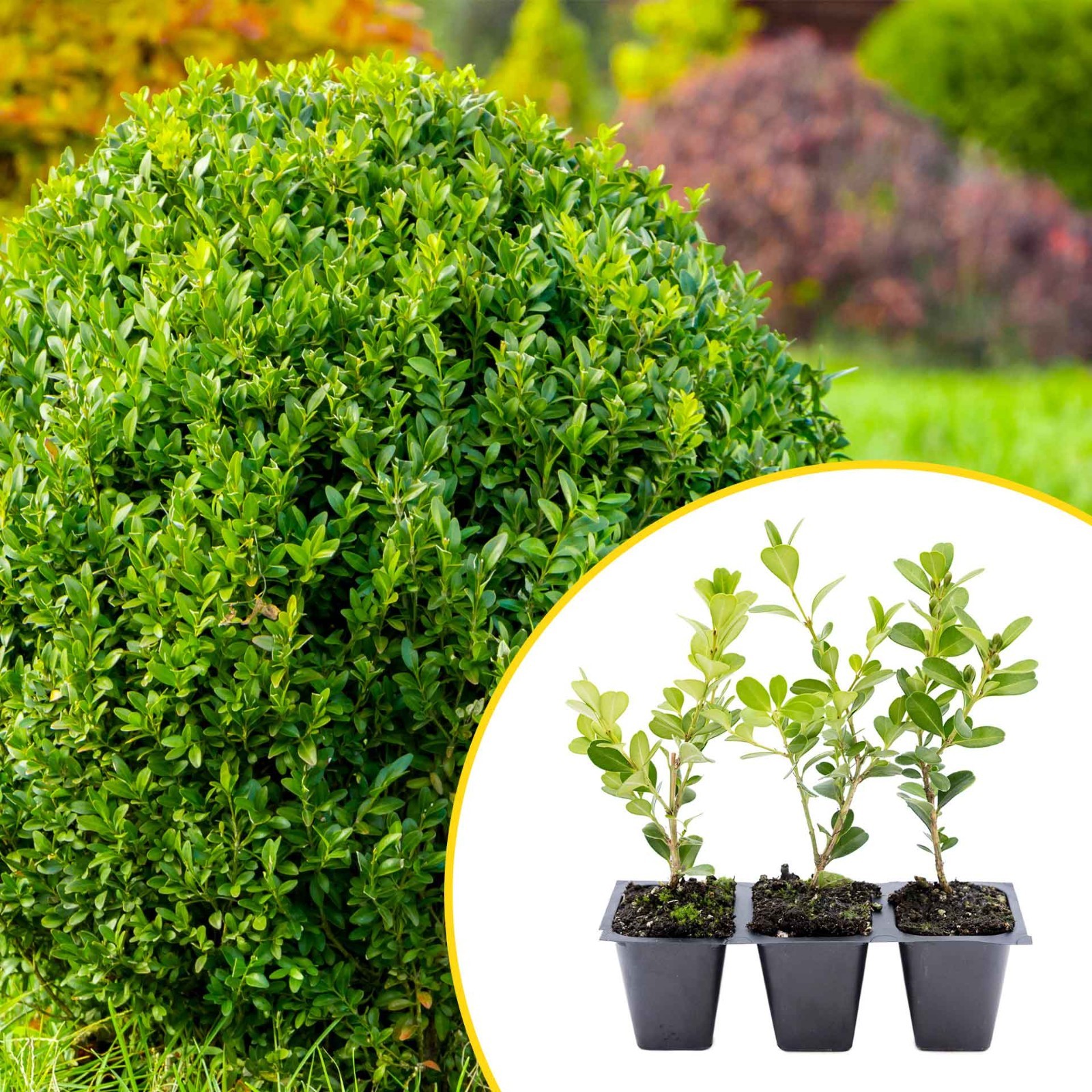 3 Japanese Boxwood Plants in 2.5” Cubes, Dense & Compact Evergreen Shrub (Buxus)
