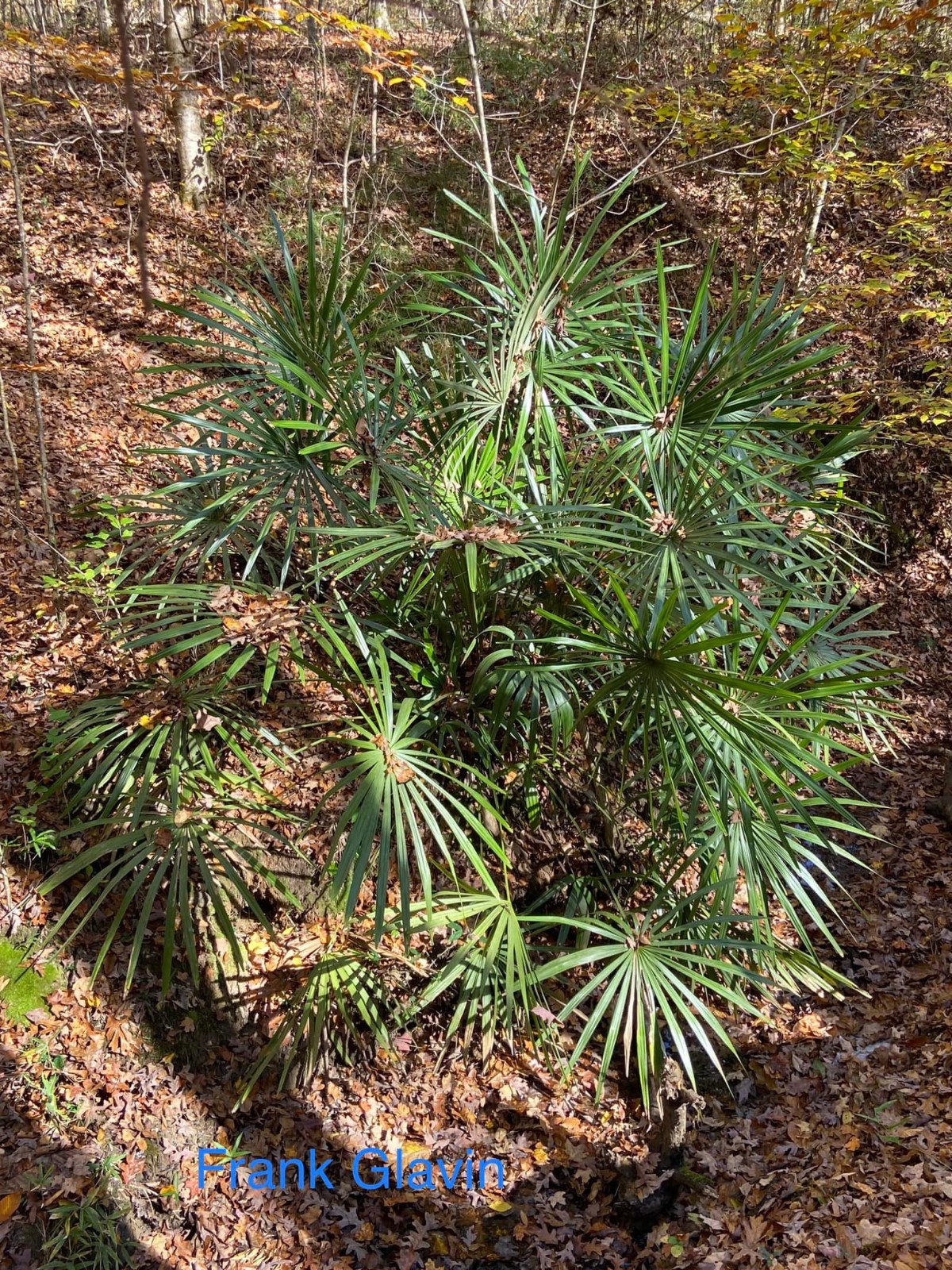 Rhapidophyllum hystrix Seeds – Needle Palm Seeds!
