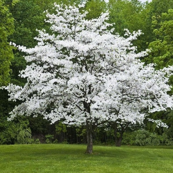 White American Flowering Dogwood Tree Seeds (Cornus florida) Fall Color, Hardy-5