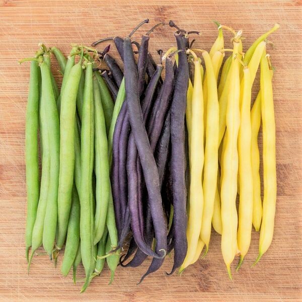 BULK 3 Colors Mix Bean Seeds (Mardi Gras) | Purple, Yellow, Green Tricolor 2024