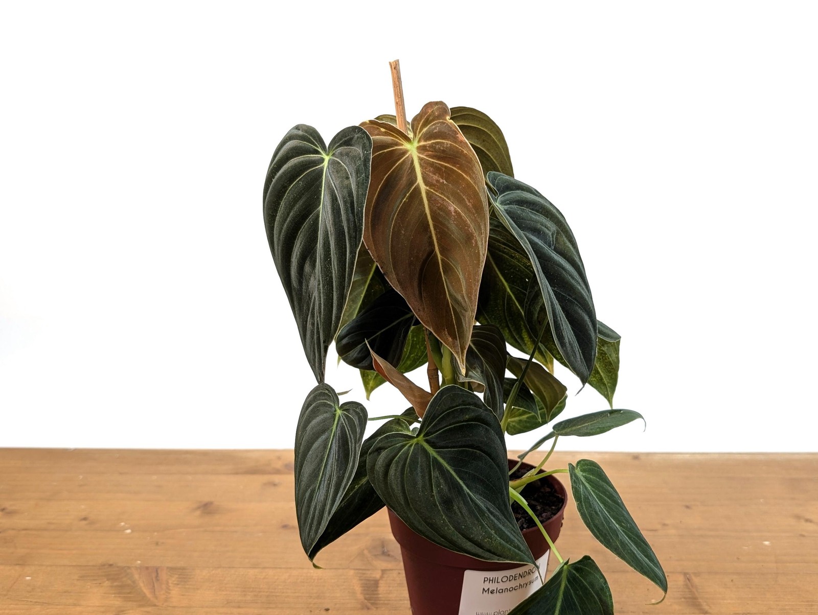 FULL & LARGE Philodendron Melanochrysum 2+ Plants per Pot – 4 Inch Pot