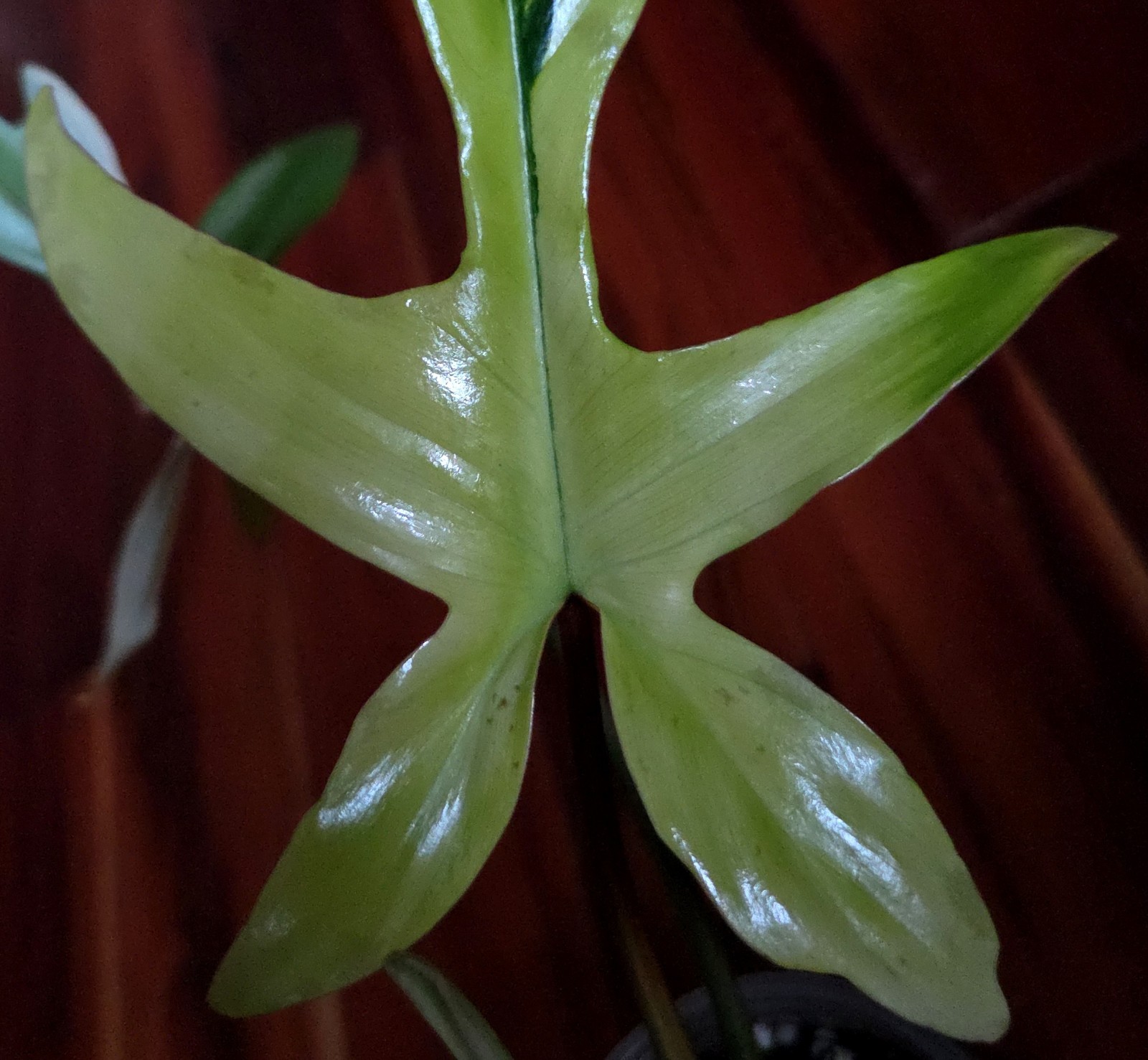 Rare NEW! Philodendron Florida Beauty X Joepii 19″ Tall Not Monstera Anthurium
