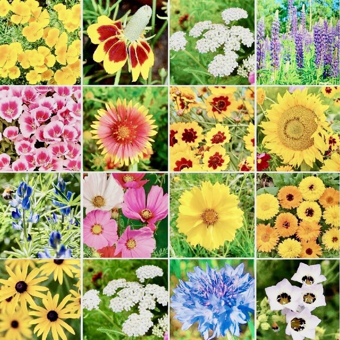 500++ Bird & Butterfly Wildflower Seed Mix | Attracts Butterflies ,Hummingbirds