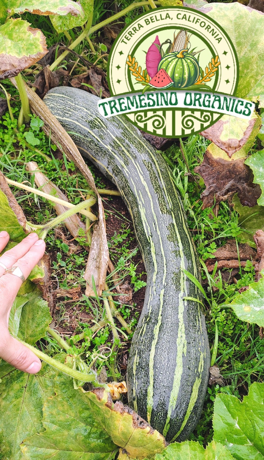 Rare Tropical Long Squash, 15 Seeds- Calabaza Mexicana Para Dulce, 15 Semillas