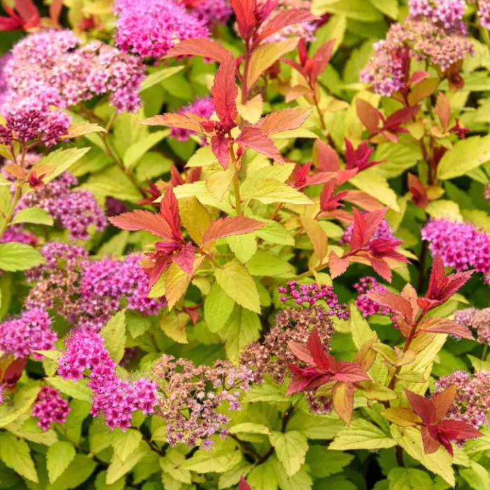 Magic Carpet Spirea – Set 10 Unrooted Cuttings – 6-8″ Long – zones 4–9