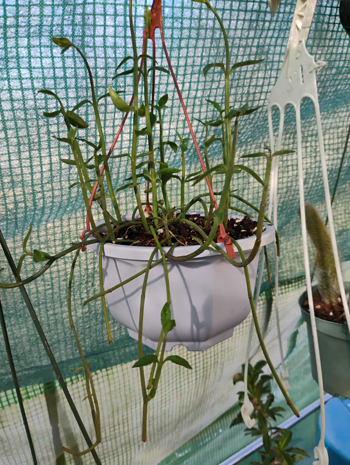 Ceropegia nilotica (6inch Pot)