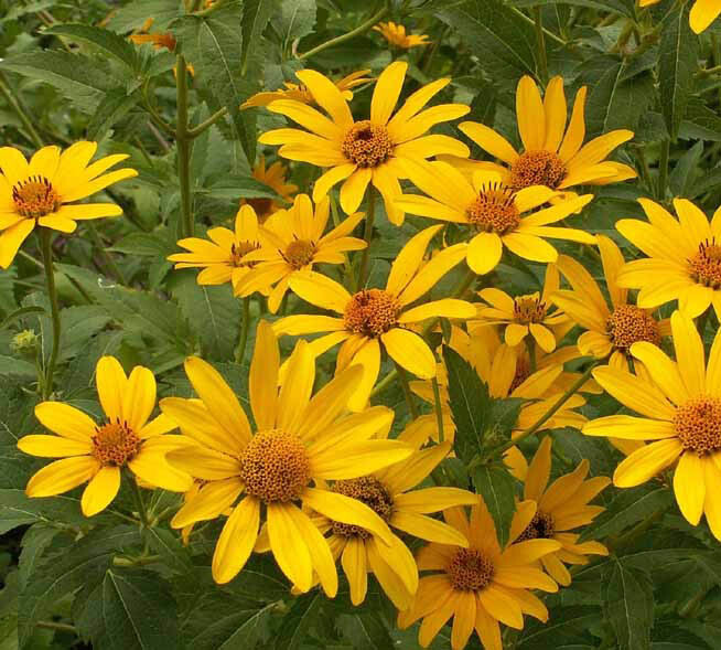 Sunflower OX-EYE Perennial Drought Tolerant Summer Blooms USA Non-GMO 100 Seeds!