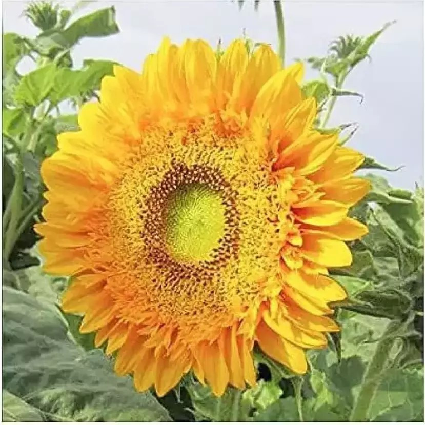 50+ DOUBLE SUN SUNFLOWER SEEDS – LARGE – BOLD COLOR – UNUSUAL ———– RARE