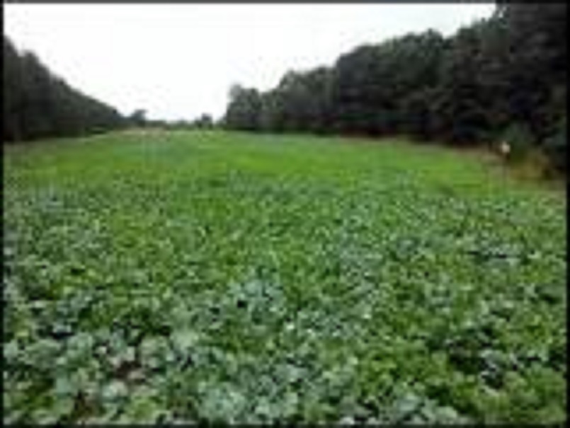 5 LBS TROPHY DAIKON FORAGE RADISH SEED FOR DEER FOOD PLOT BRASSICA DEER LOVE IT