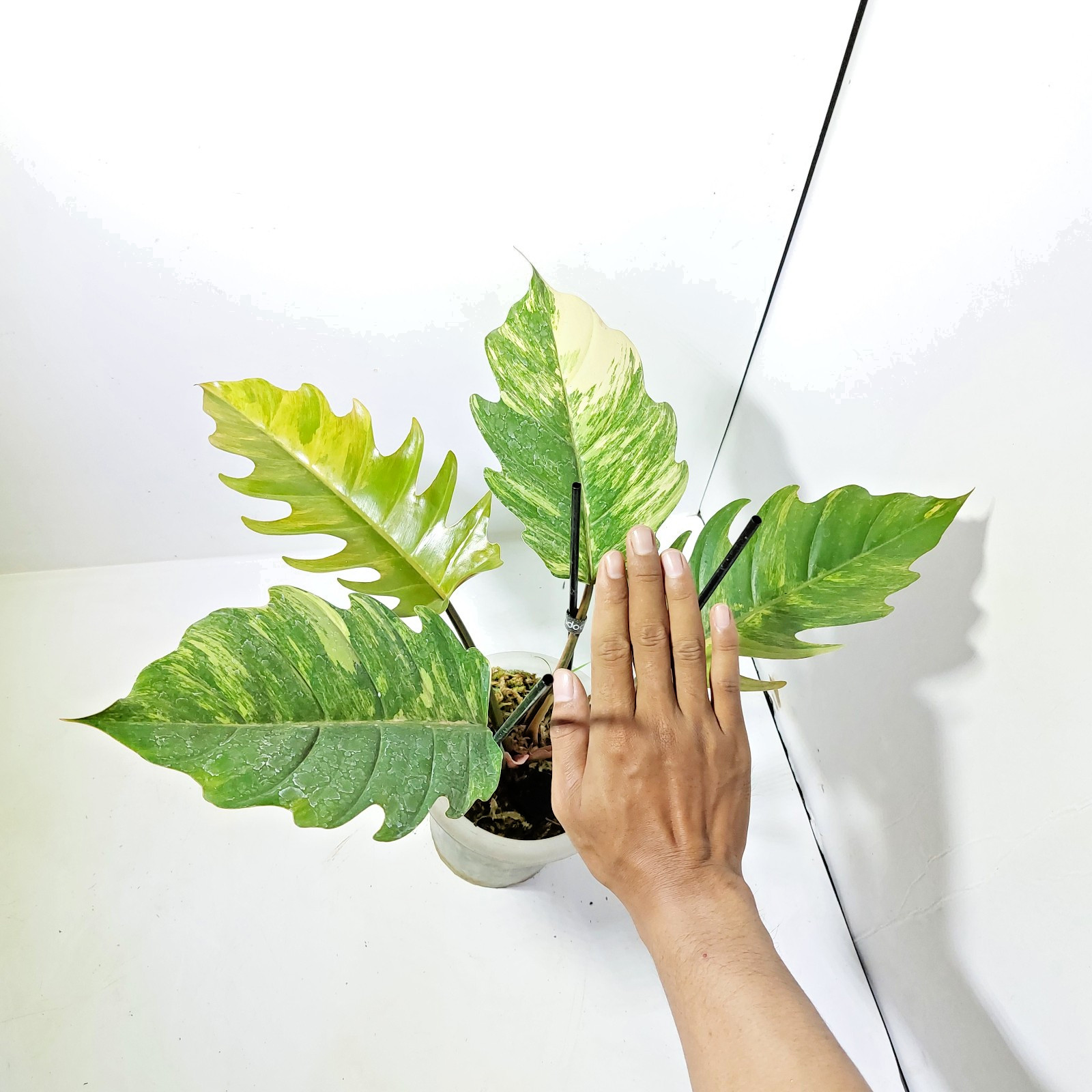 Philodendron Caramel Marble Variegated Free Phytosanitary