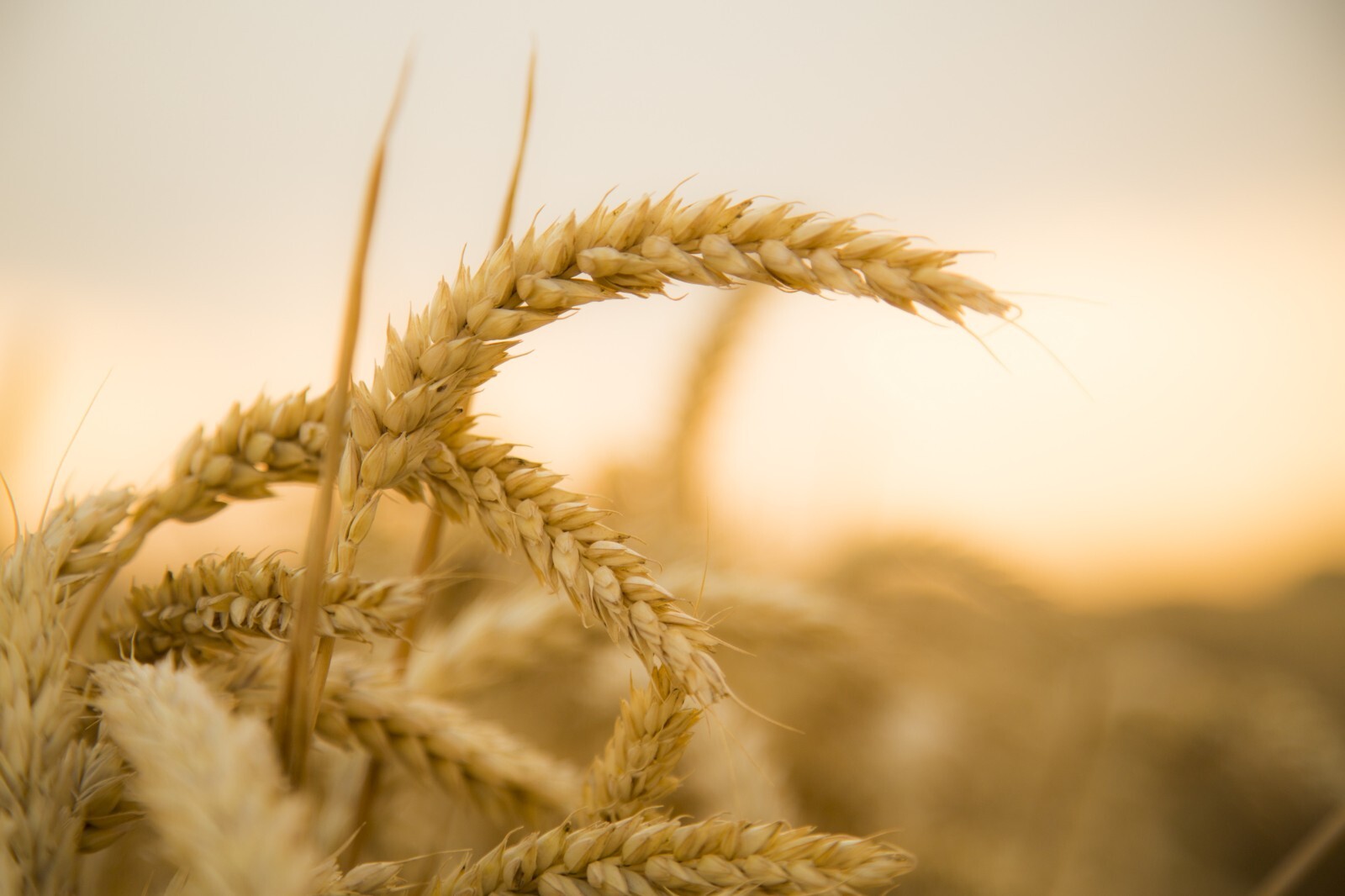 500 seeds -Garden Starter Pack – Yamhill Soft White Winter Wheat Grain -Heirloom
