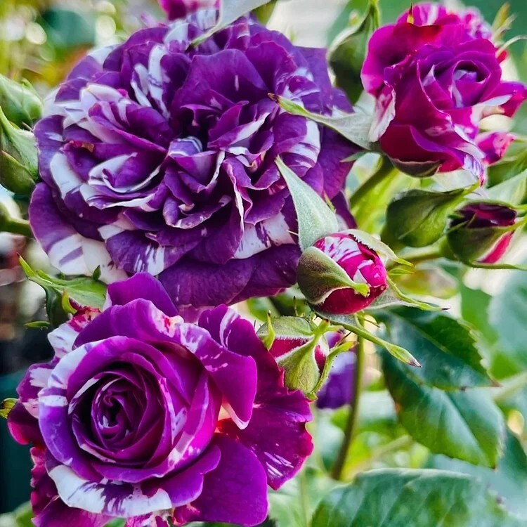 20pcs “Scented Jewel” Rose Seeds – Fragrant Floribunda Variety, Purple & White