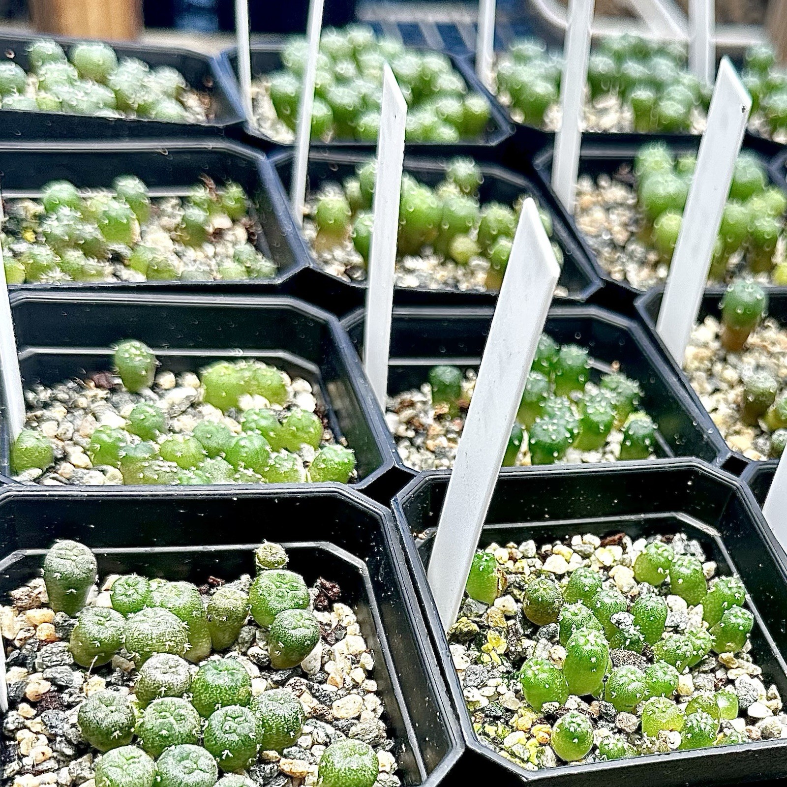 RARE SEEDS (10pk) L. “RIO GRANDE” x10 (Ten) Cactus US SELLER