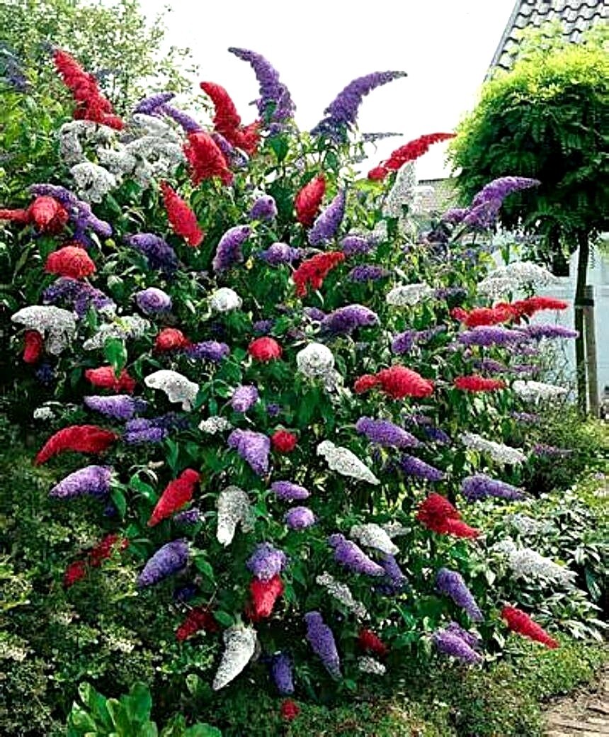 Multi-color Butterfly Bush Mix 150 Seeds- Easy to grow -Comb S/H