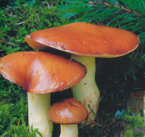 SLIPPERY JACK/ STICKY BUN Mushroom dry mycelium on dry seeds