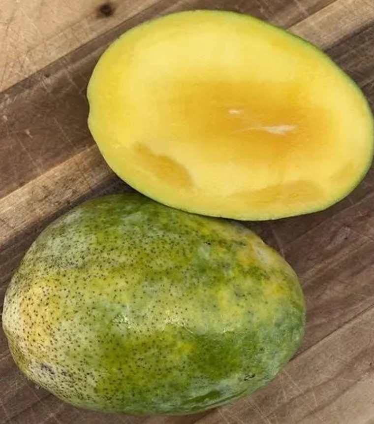 Live Grafted Pineapple Pleasure Mango Tree – 3 Gal Pot – Fruit Tree – No Ship CA