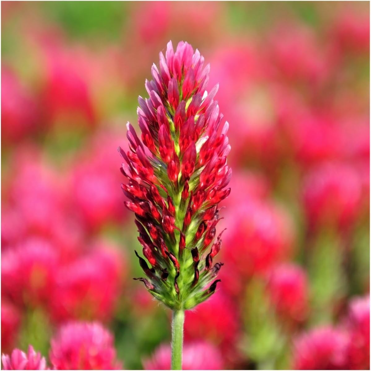 Clover Seeds Crimson Clover Ground Cover 12,000+ Seeds Trifolium Incarnatum