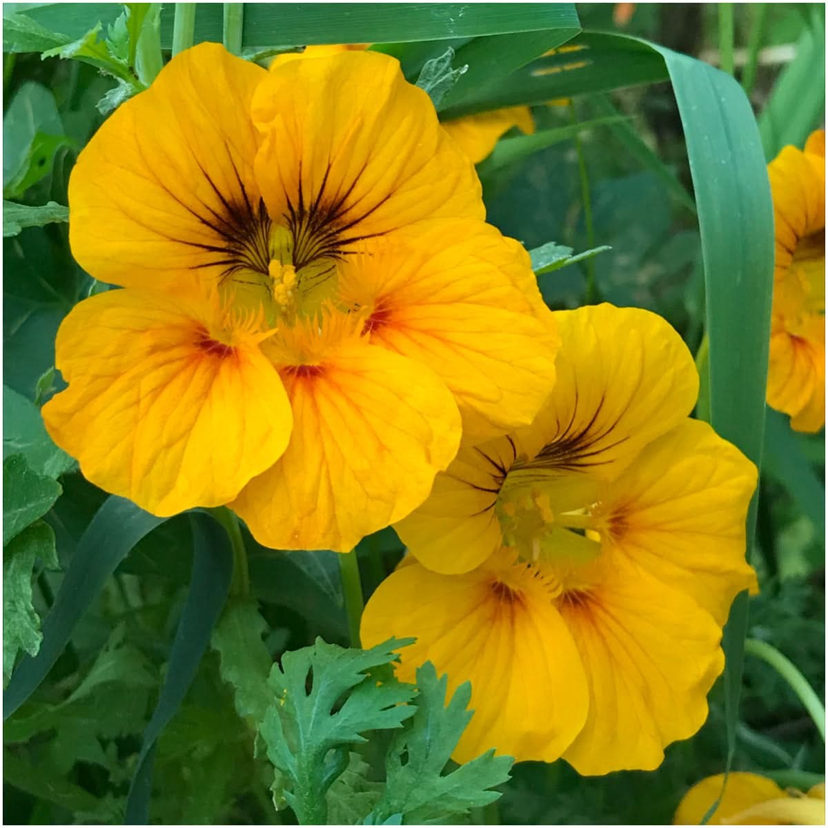 Dwarf Nasturtium – Alaska Gold (Tropaeolum nanum)