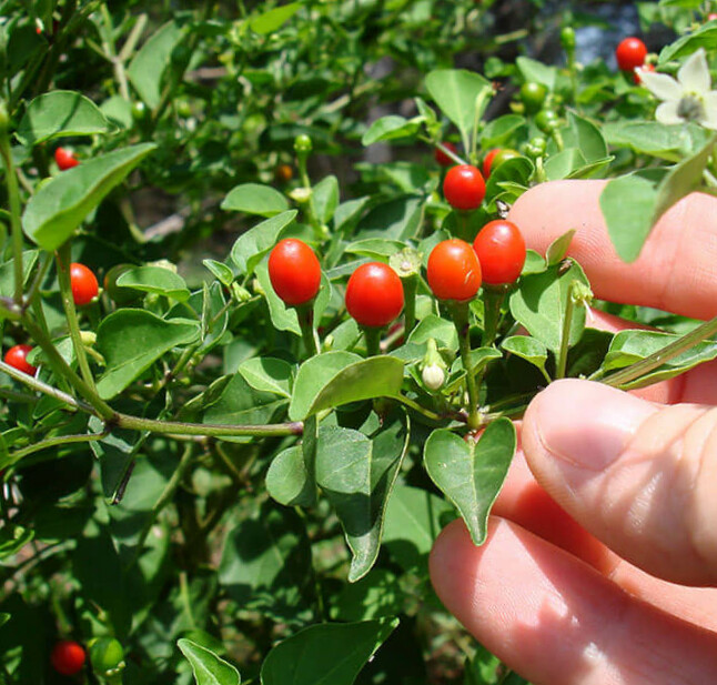 Wild Chiltepin Pepper Seeds ~Capsicum annuum~ Hot Tepin Chile Pequin Chili
