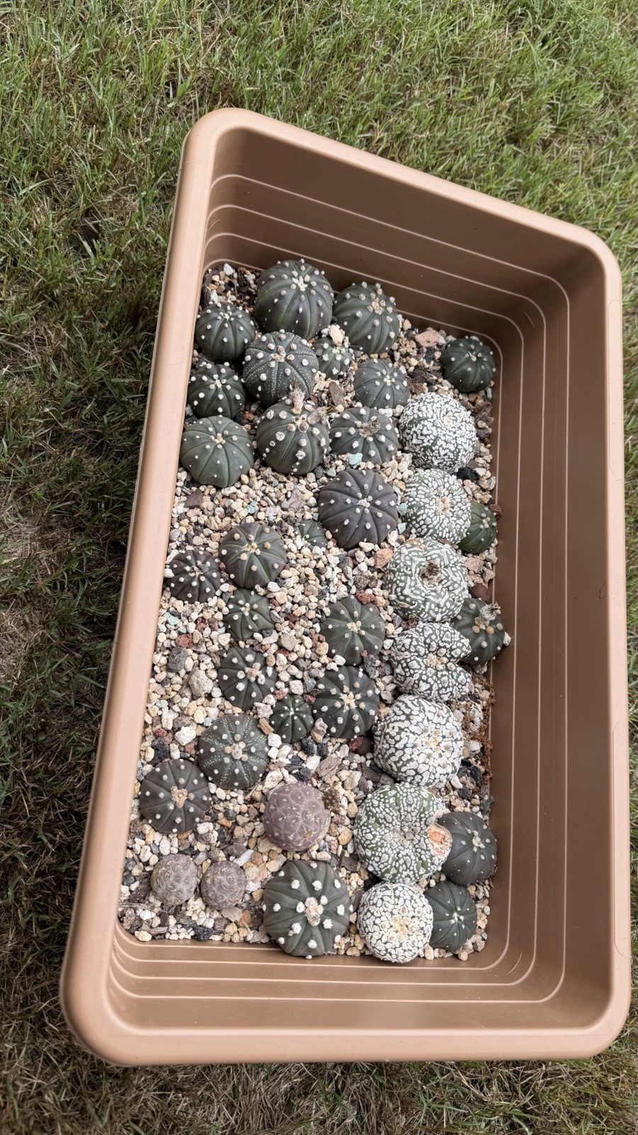 Astrophytum Asterias Star Cactus Sand Dollar rare cactus seed grown WHOLE TRAY