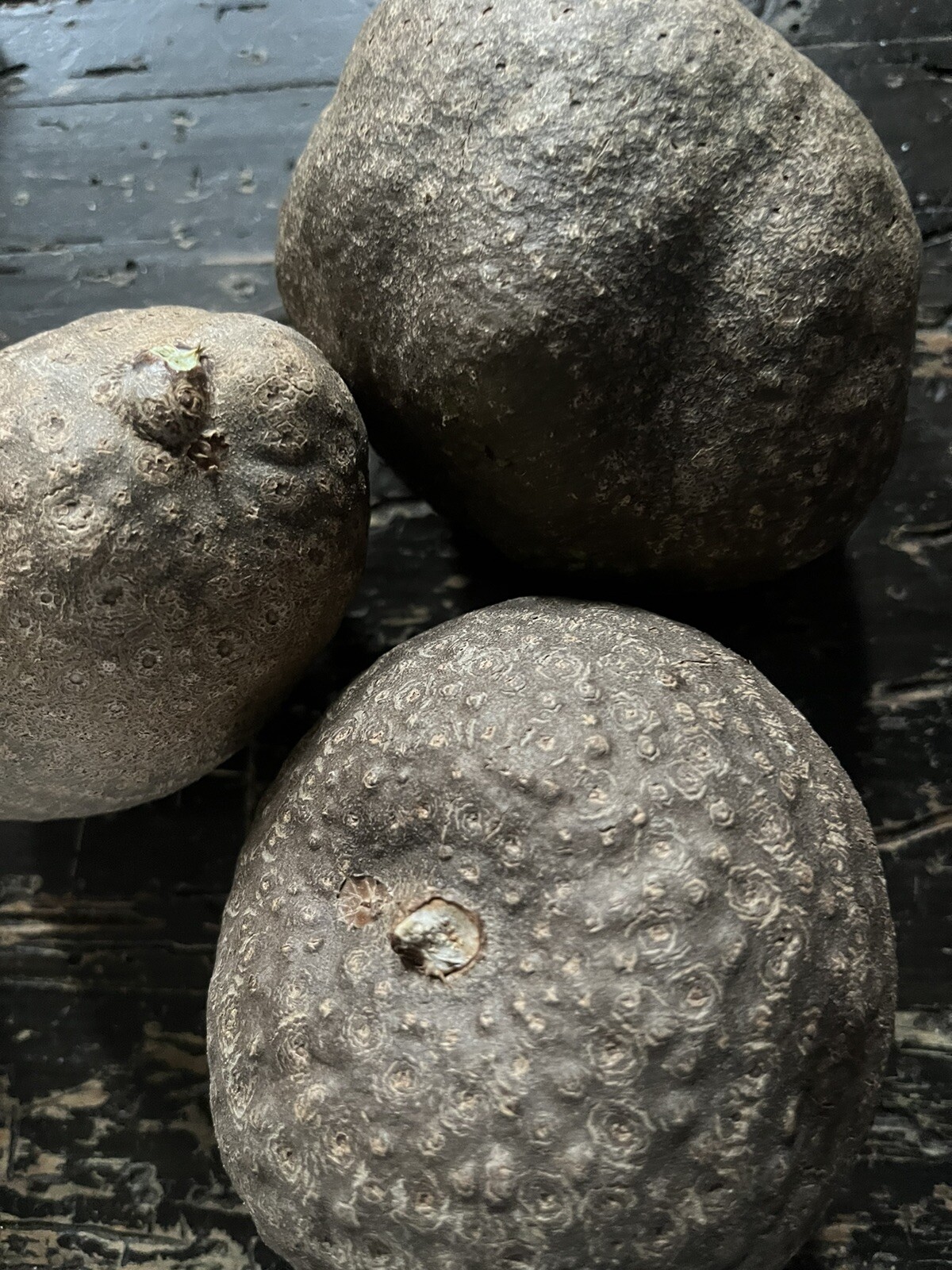 Air Potato Plant Bulb DIOSCOREA BULBIFERA Bulbs Plants (1PC) XL Bulb + Gift Seed