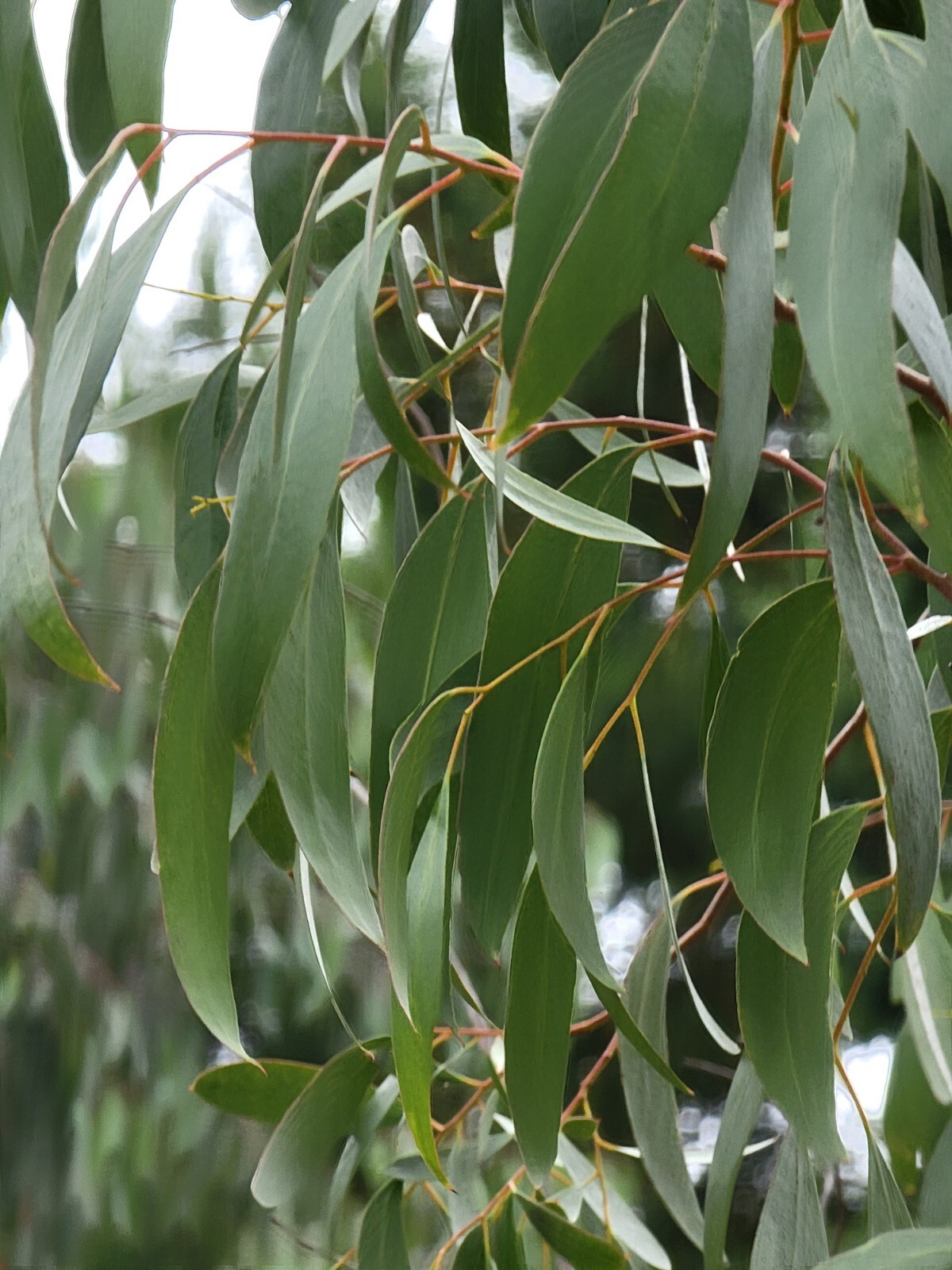 Eucalyptus rodwayii Seeds – ‘Swamp Peppermint’ – Rare Australian Tree Seeds