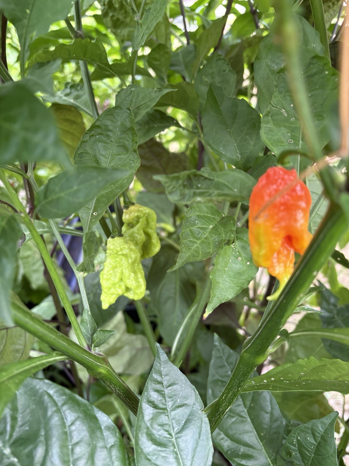 Green House Floor Hot Pepper Mix 16 Varieties 250+ Seeds