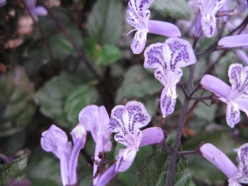 MONA LAVENDER Perennial Plant Long Lasting Purple Spike Flower Shade Garden