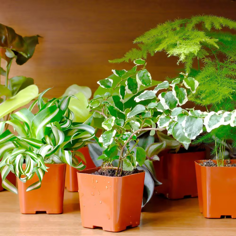 Easy Live House Plants (12 Pack), Clean Air Plant Pack, 2 In. Grower Pots, Popul