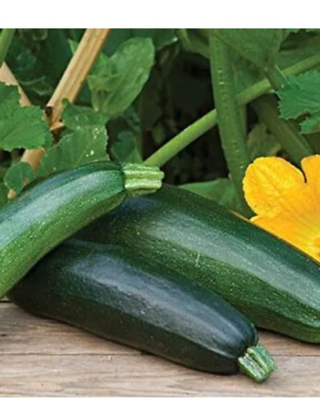 30 Fordhook Zucchini Summer Squash , Free Shipping US Seller